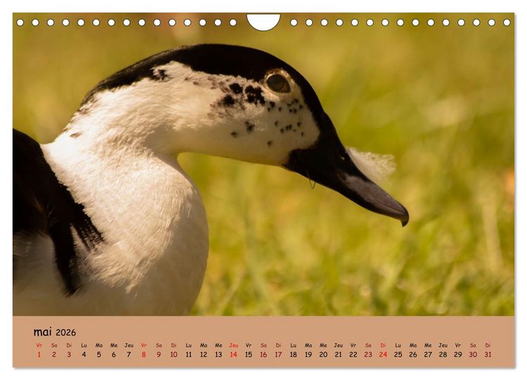 Produktbild: Les animaux de nos fermes (Calendrier mural 2026 DIN A4 vertical), CALVENDO calendrier mensuel