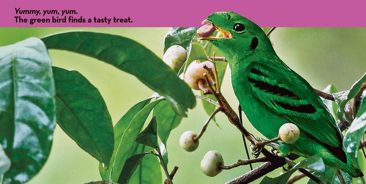 Produktbild: National Geographic Kids Look & Learn: Birds