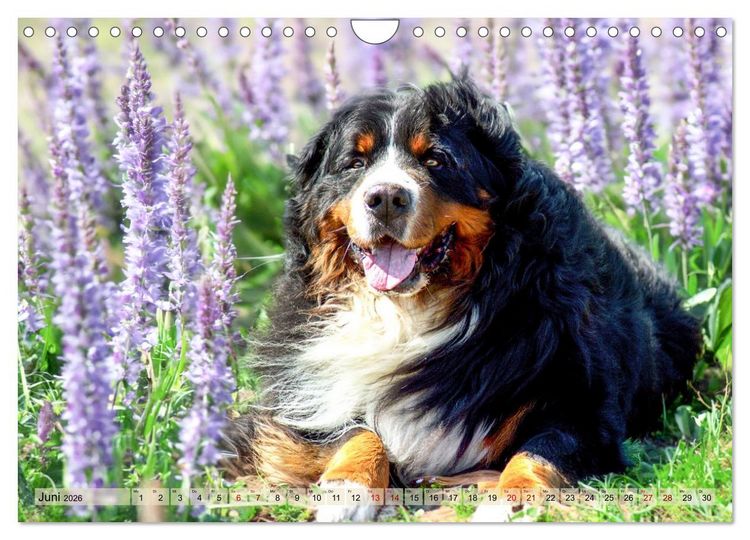 Produktbild: Berner Sennenhunde - Mit jedem Blick ein St&uuml;ck Geborgenheit (Wandkalender 2026 DIN A4 quer), CALVENDO Monatskalender