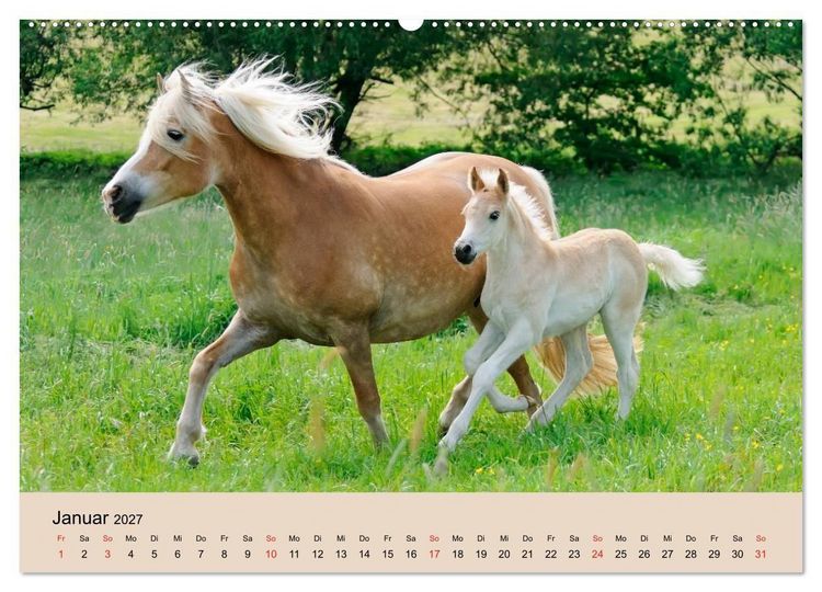Produktbild: Haflinger Fohlen (Wandkalender 2027 DIN A2 quer), CALVENDO Monatskalender