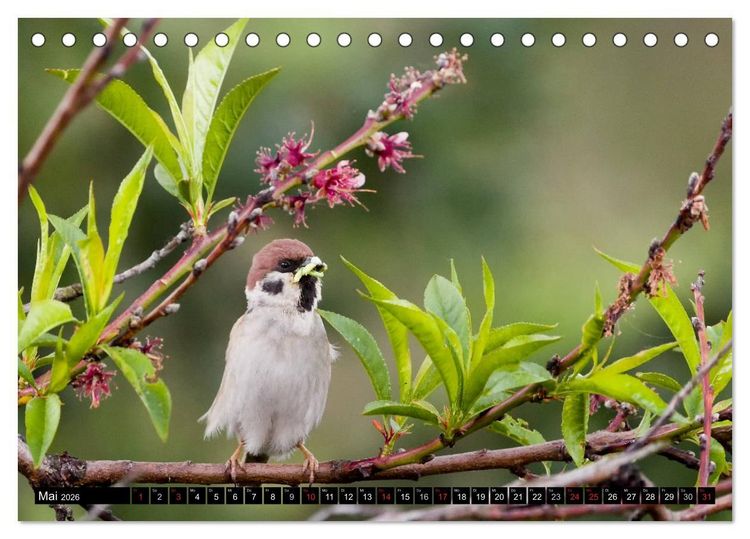 Produktbild: Gartenv&ouml;gel (Tischkalender 2026 DIN A5 quer), CALVENDO Monatskalender