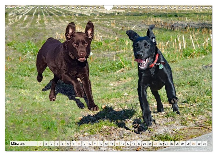 Produktbild: Beste Buddys (Wandkalender 2026 DIN A3 quer), CALVENDO Monatskalender