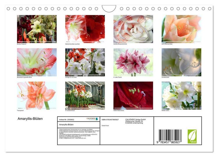 Produktbild: Amaryllis-Bl&uuml;ten (Wandkalender 2026 DIN A4 quer), CALVENDO Monatskalender