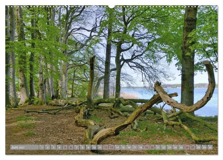 Produktbild: Am sch&ouml;nsten Uferabschnitt der Schlei (Wandkalender 2027 DIN A2 quer), CALVENDO Monatskalender