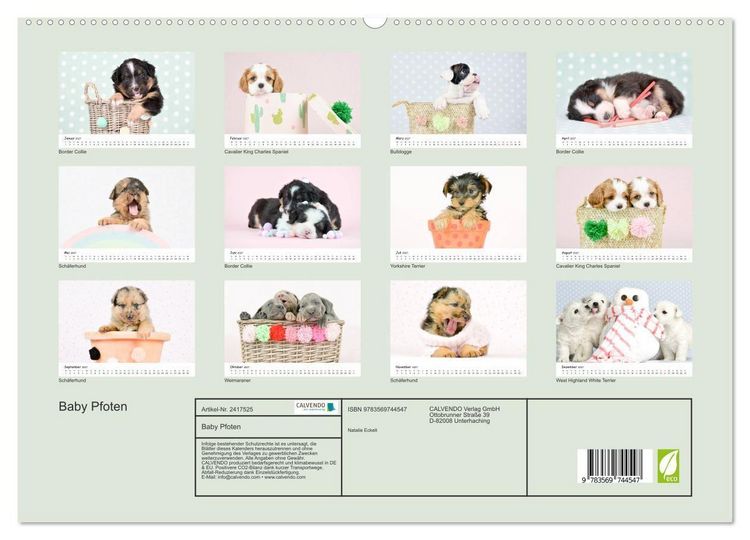 Produktbild: Baby Pfoten (hochwertiger Premium Wandkalender 2027 DIN A2 quer), Kunstdruck in Hochglanz