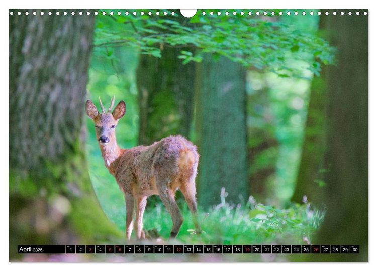 Produktbild: Wildes Deutschland (Wandkalender 2026 DIN A3 quer), CALVENDO Monatskalender