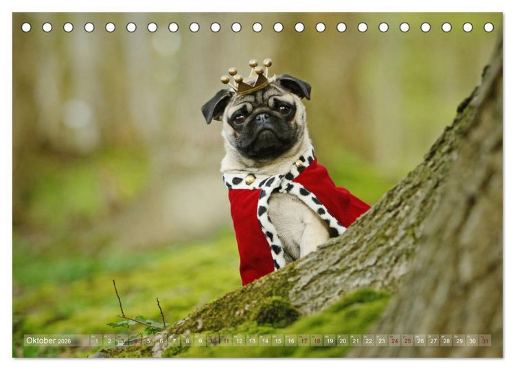 Produktbild: Lustige M&ouml;pse aus der Hundeknipserei (Tischkalender 2026 DIN A5 quer), CALVENDO Monatskalender