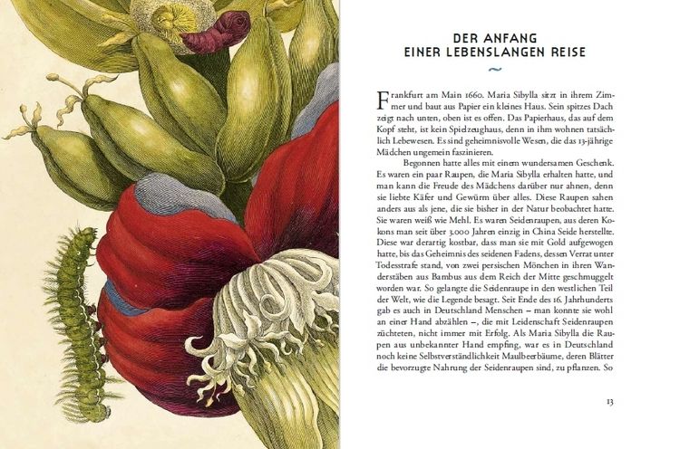 Produktbild: Maria Sibylla Merians Reise zu den Schmetterlingen