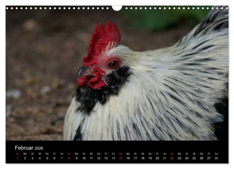 Produktbild: Die Welt der H&uuml;hner (Wandkalender 2026 DIN A3 quer), CALVENDO Monatskalender