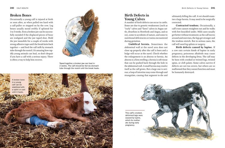 Produktbild: Storey's Guide to Raising Beef Cattle, 4th Edition