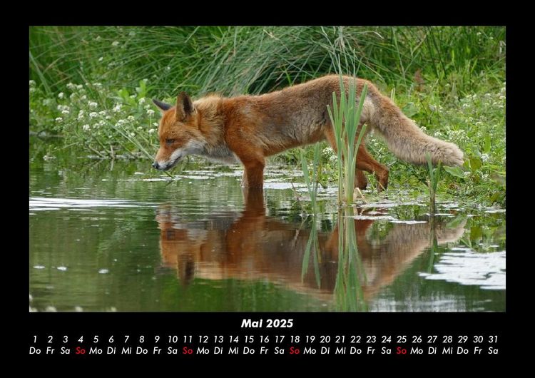 Produktbild: Waldbewohner 2025 Fotokalender DIN A3
