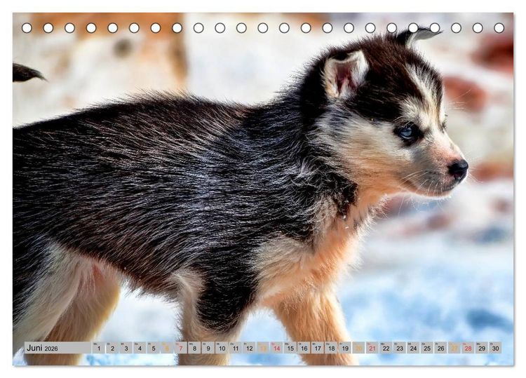 Produktbild: Huskies - Schlittenhunde (Tischkalender 2026 DIN A5 quer), CALVENDO Monatskalender