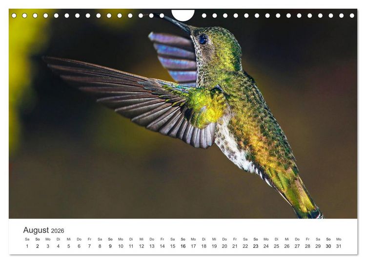 Produktbild: Kolibris - wahre Luftakrobaten (Wandkalender 2026 DIN A4 quer), CALVENDO Monatskalender