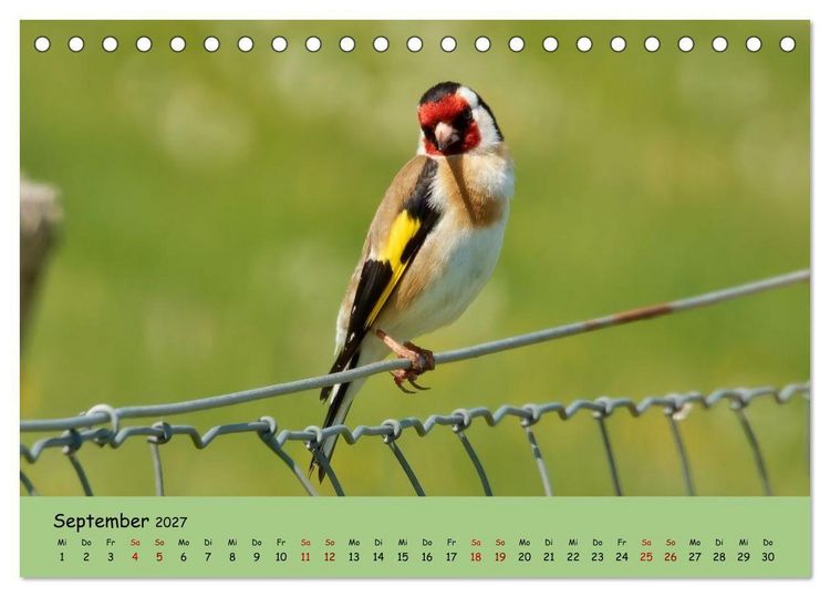Produktbild: Faszination Zugv&ouml;gel - Rekorde in der Vogelwelt (Tischkalender 2027 DIN A5 quer), CALVENDO Monatskalender