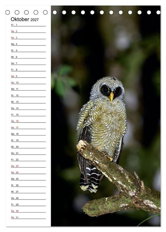 Produktbild: Costa Rica - Magische Tiere des Regenwaldes (Tischkalender 2027 DIN A5 hoch), CALVENDO Monatskalender