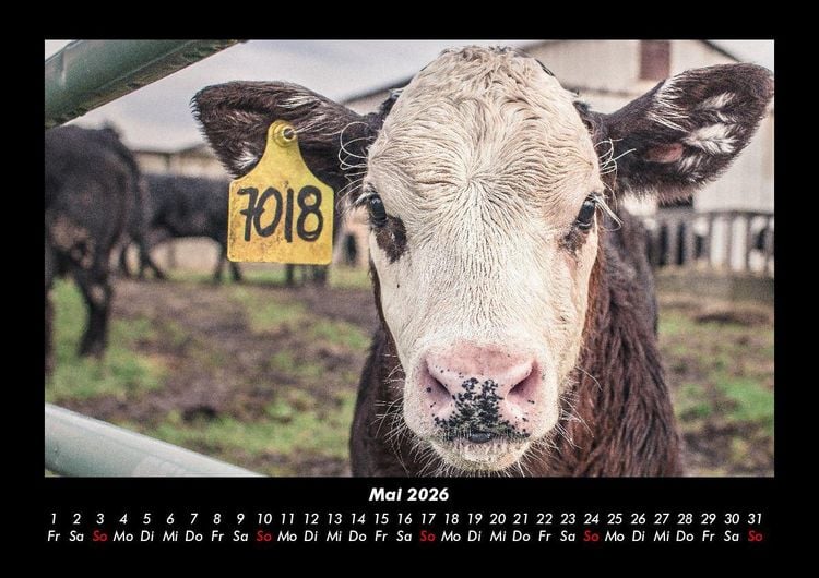 Produktbild: Kuhkalender 2026 Fotokalender DIN A3