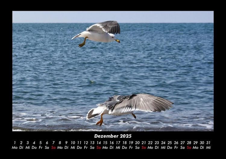 Produktbild: M&ouml;wen 2025 Fotokalender DIN A3