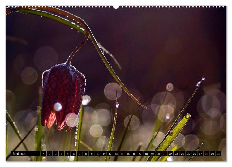 Produktbild: Die Schachbrettblume (hochwertiger Premium Wandkalender 2026 DIN A2 quer), Kunstdruck in Hochglanz