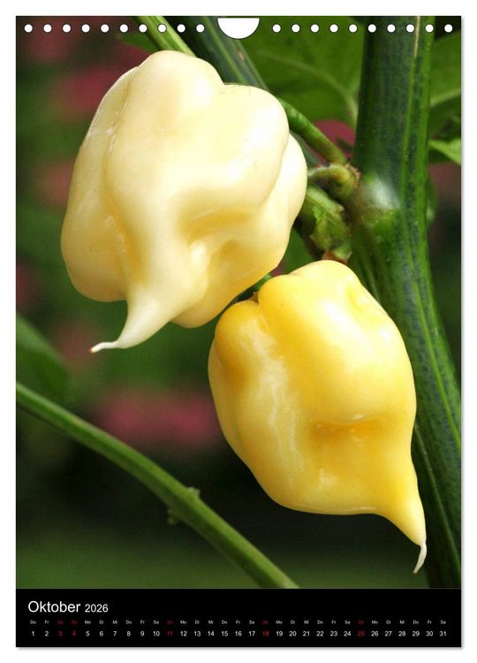 Produktbild: Chilis - H&ouml;llisch scharfe Fr&uuml;chtchen (Wandkalender 2026 DIN A4 hoch), CALVENDO Monatskalender