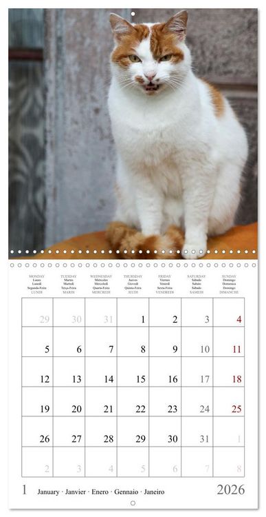 Produktbild: F&eacute;lins au fil des mois (Calendrier mural carr&eacute; 2026 30x30 cm) Calendrier double avec une page pour vos prises de notes
