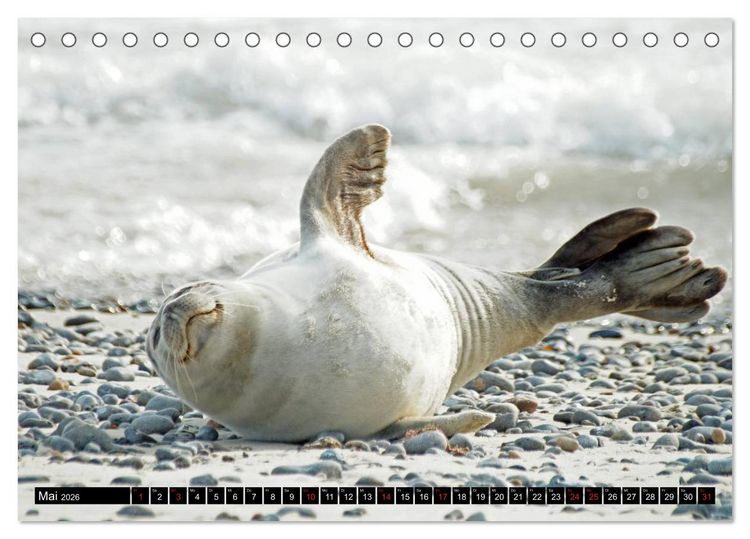 Produktbild: Robben an der Nordsee (Tischkalender 2026 DIN A5 quer), CALVENDO Monatskalender