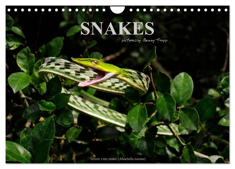 Produktbild: SNAKES / UK-Version (Wall Calendar 2026 DIN A4 landscape), CALVENDO 12 Month Wall Calendar