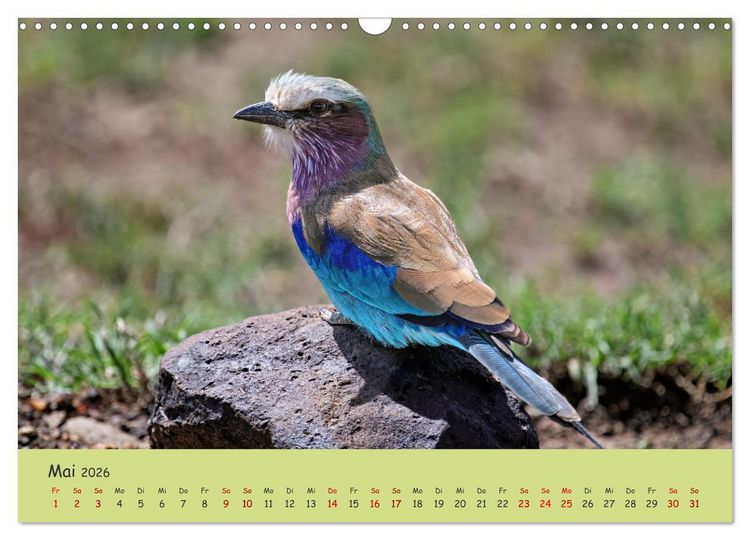 Produktbild: Gefiederte Sch&ouml;nheiten Ostafrikas (Wandkalender 2026 DIN A3 quer), CALVENDO Monatskalender
