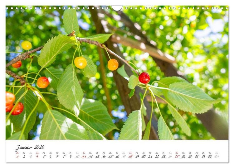 Produktbild: Kirschen aus dem Garten &ndash; Erntekalender (Wandkalender 2026 DIN A3 quer), CALVENDO Monatskalender