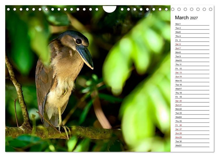 Produktbild: Feel the Wild &ndash; Costa Rica (Wall Calendar 2027 DIN A4 landscape), CALVENDO 12 Month Wall Calendar