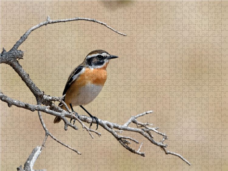 Produktbild: CALVENDO Puzzle Braunkehlchen (Saxicola rubetra) | 1000 Teile Lege-Gr&ouml;&szlig;e 64x48cm Foto-Puzzle f&uuml;r gl&uuml;ckliche Stunden