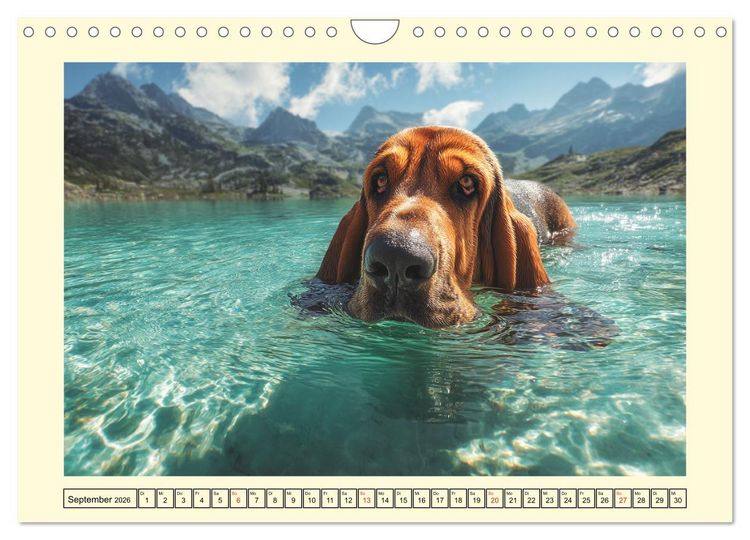 Produktbild: Bloodhound Momente. Zielstrebige Schn&uuml;ffler mit treuer Seele (Wandkalender 2026 DIN A4 quer), CALVENDO Monatskalender