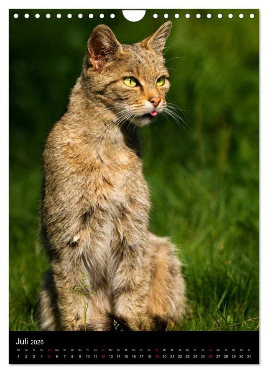 Produktbild: Wildkatzen - scheue J&auml;ger (Wandkalender 2026 DIN A4 hoch), CALVENDO Monatskalender