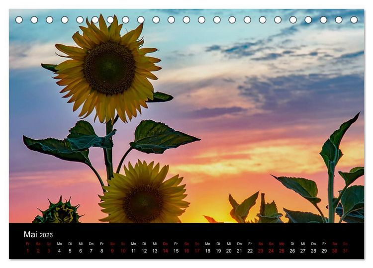 Produktbild: Blumen der Sonne (Tischkalender 2026 DIN A5 quer), CALVENDO Monatskalender