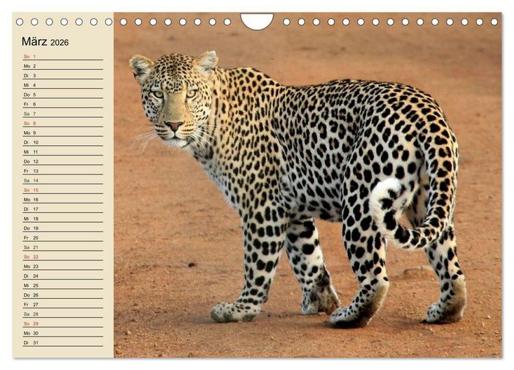 Produktbild: Die Lautlosen. Geparden und Leoparden (Wandkalender 2026 DIN A4 quer), CALVENDO Monatskalender