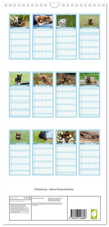 Produktbild: Familienplaner 2026 - Chihuahuas - kleine Herzensbrecher mit 5 Spalten (Wandkalender, 21 x 45 cm) CALVENDO
