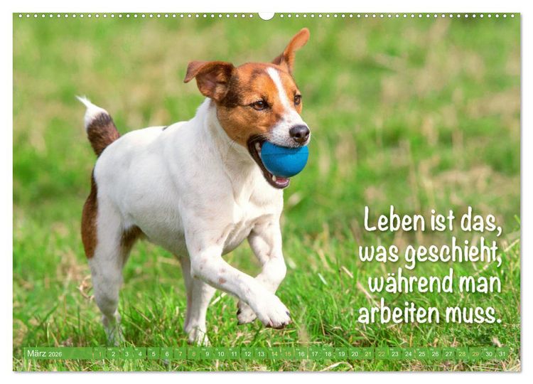 Produktbild: Jack Russell Terrier: Komm spielen (hochwertiger Premium Wandkalender 2026 DIN A2 quer), Kunstdruck in Hochglanz