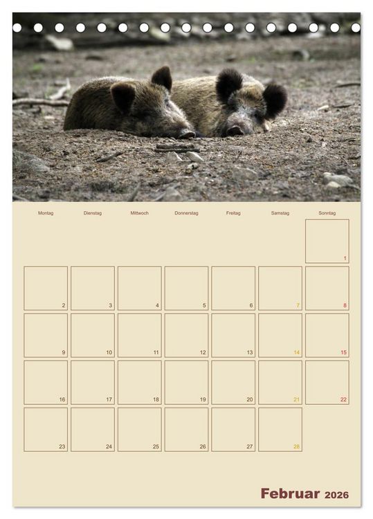 Produktbild: Wildschweine (Tischkalender 2026 DIN A5 hoch), CALVENDO Monatskalender