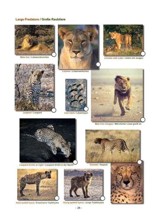 Produktbild: ETOSHA KARTE mit Fotogalerie