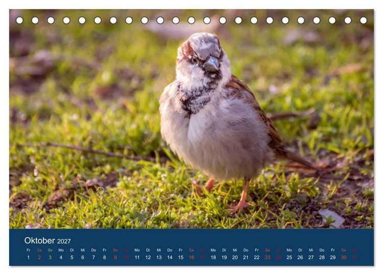 Produktbild: Spatzen-Kalender (Tischkalender 2027 DIN A5 quer), CALVENDO Monatskalender