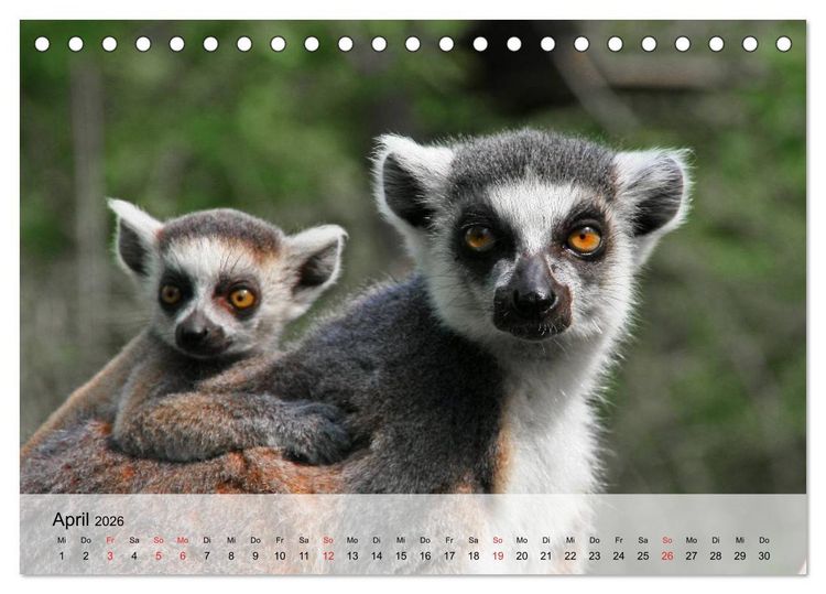 Produktbild: Faszination Affen. Kobolde zum Verlieben (Tischkalender 2026 DIN A5 quer), CALVENDO Monatskalender
