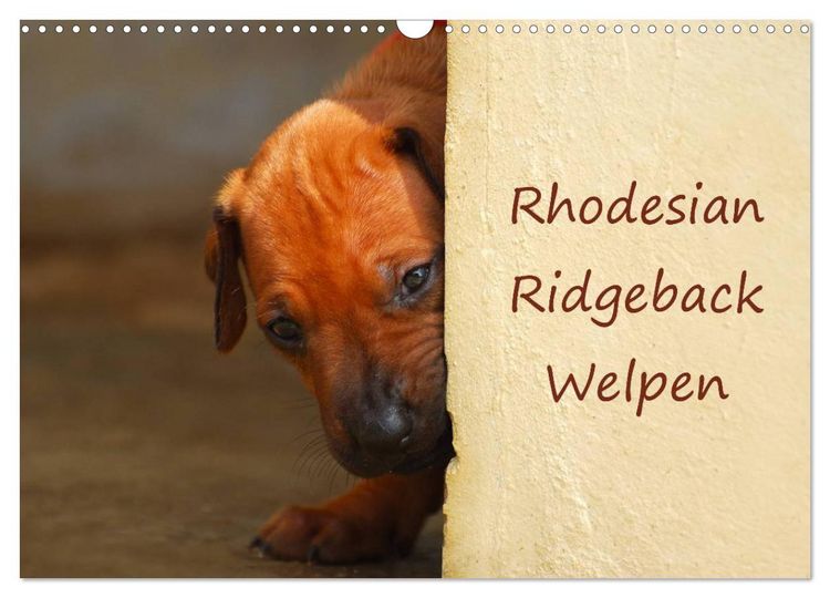 Produktbild: Rhodesian Ridgeback Welpen (Wandkalender 2026 DIN A3 quer), CALVENDO Monatskalender