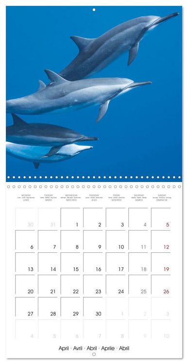 Produktbild: Diving in the deep blue sea (Wall Calendar 2026 12 &times; 12 Inch) CALVENDO 12 Month Wall Calendar