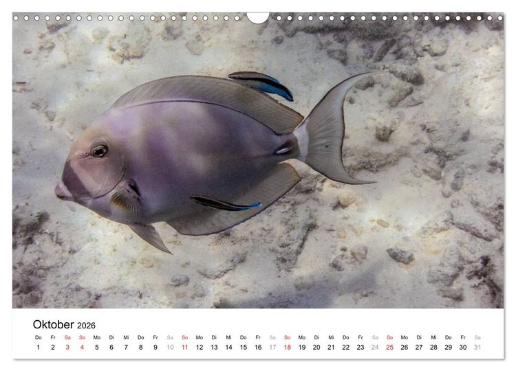 Produktbild: Unterwasserwelt der Malediven II (Wandkalender 2026 DIN A3 quer), CALVENDO Monatskalender