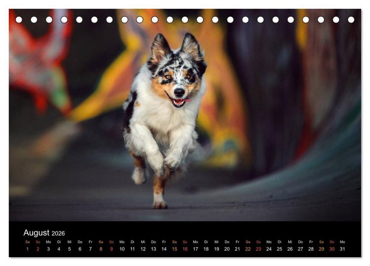 Produktbild: Australian Shepherd - Vielfalt in einer Rasse (Tischkalender 2026 DIN A5 quer), CALVENDO Monatskalender