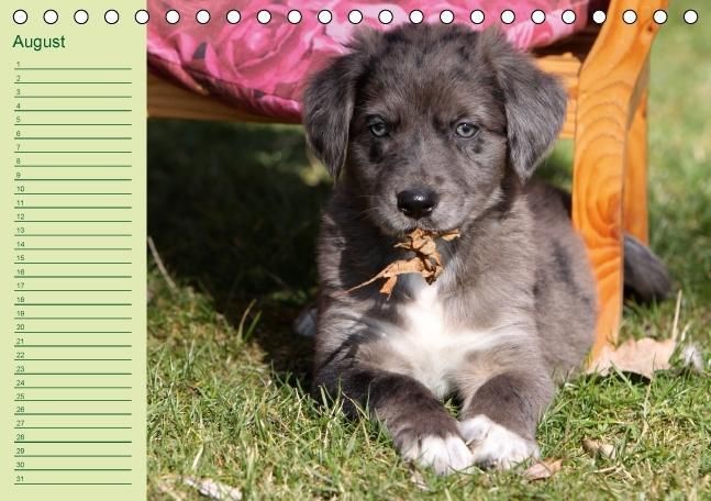 Produktbild: Puppies Birthday Calendar / UK-Version (Table Calendar perpetual DIN A5 Landscape)