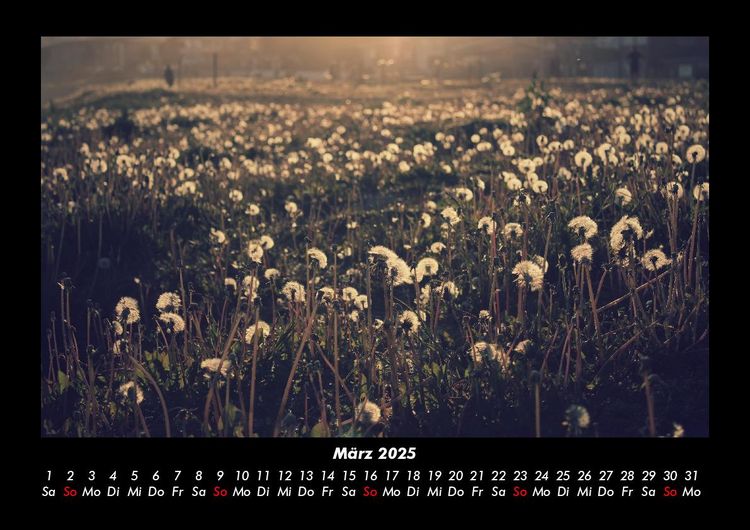 Produktbild: Blumentr&auml;ume 2025 Fotokalender DIN A3