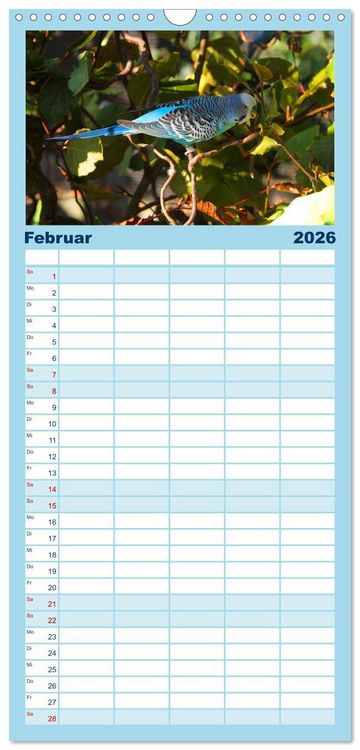 Produktbild: Familienplaner 2026 - Wellensittichtr&auml;ume - Der neue Wellensittich-Naturkalender mit 5 Spalten (Wandkalender, 21 x 45 cm) CALVENDO
