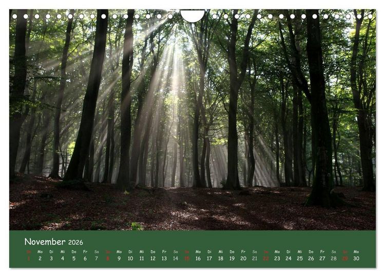 Produktbild: Lichter im Wald (Wandkalender 2026 DIN A4 quer), CALVENDO Monatskalender