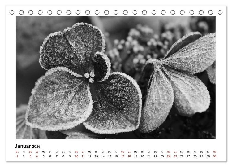 Produktbild: Die grafische Sch&ouml;nheit der Pflanzen &ndash; Schwarz-Wei&szlig; (Tischkalender 2026 DIN A5 quer), CALVENDO Monatskalender