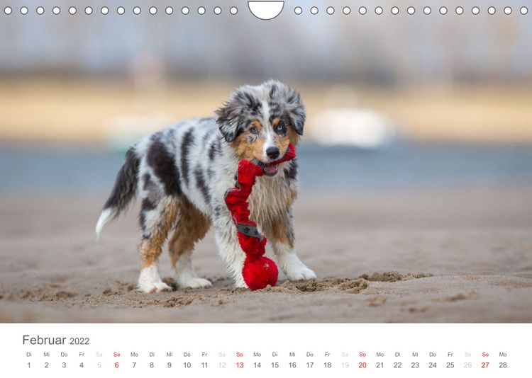 Produktbild: Australian Shepherd 2022 (Wandkalender 2022 DIN A4 quer)